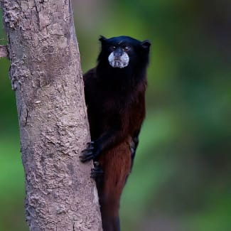 The Marmoset on the tree