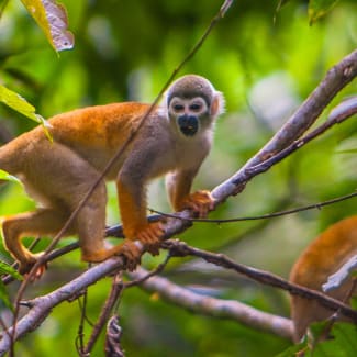Amazon Squirrel Monkey