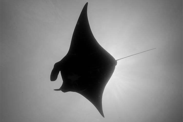 Anne Bonny - Komodo National Park - Day 4