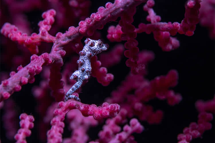 Anne Bonny - Raja Ampat Full Park - Day 5