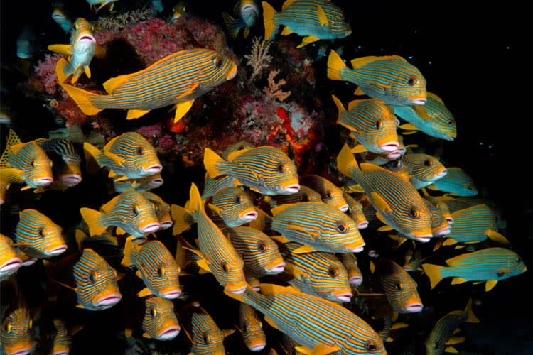Anne Bonny - Raja Ampat North (Wayag) - Day 6