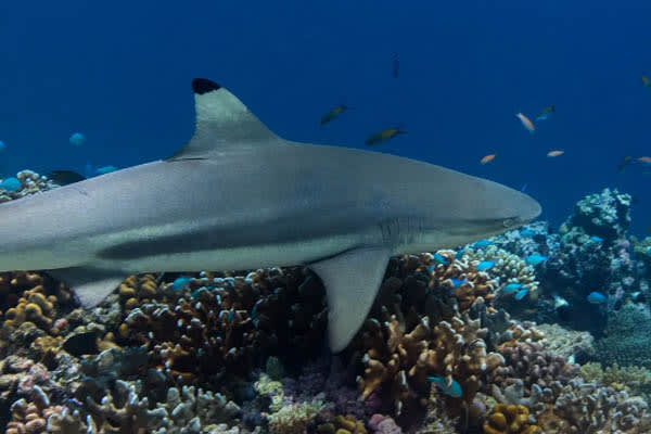 Aqua Lares - Aldabra & Seychelles’ Outer Islands​ - Day 3