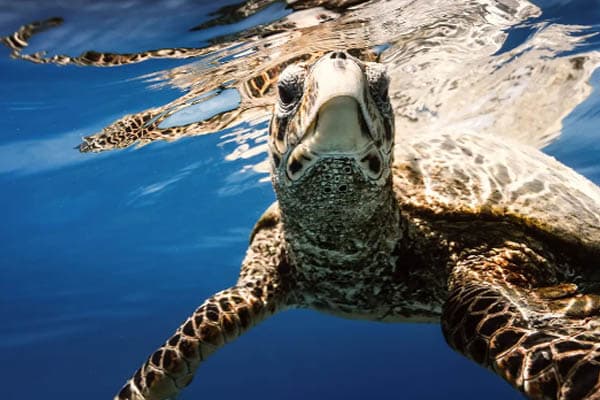 Aqua Lares - The Coralline Seychelles & Zanzibar, Tanzania: Mahe - Zanzibar: Mahe - Zanzibar - Day 10