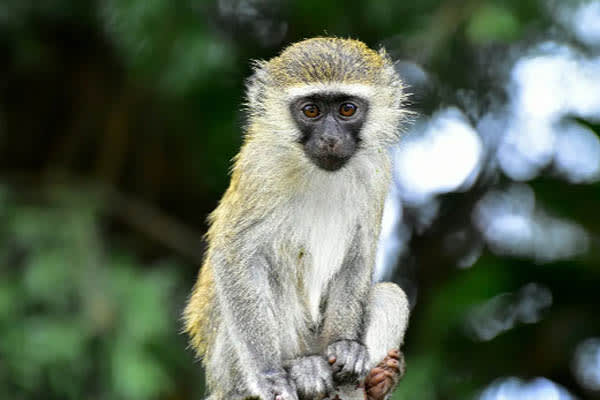 Aqua Lares - The Coralline Seychelles & Zanzibar, Tanzania: Mahe - Zanzibar - Day 11