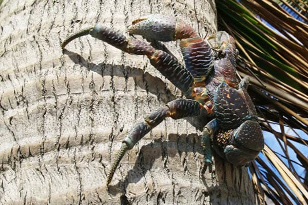 Aqua Lares - Zanzibar, Tanzania & The Coralline Seychelles: Zanzibar - Mahe - Day 5