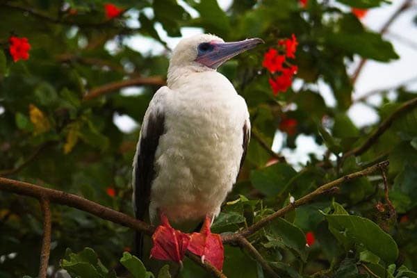 Aqua Lares - Zanzibar, Tanzania & The Coralline Seychelles: Zanzibar - Mahe - Day 6