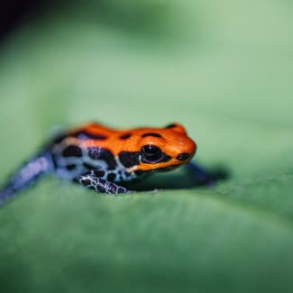 Small colorful frog on a leaf