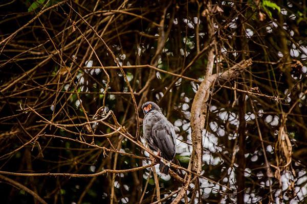 Spondias 8-Day Birdwatching Itinerary Day Five - Bird in the trees.