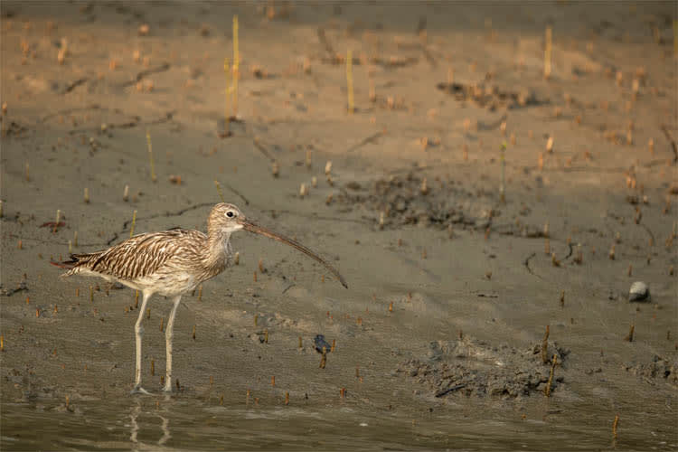 Catamaran - Cruising in Bhitarkanika - Day 1
