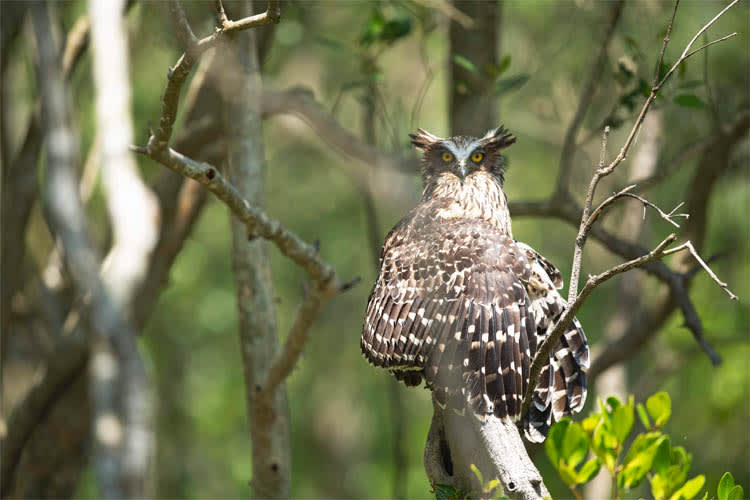 Catamaran - Cruising in Bhitarkanika - Day 4