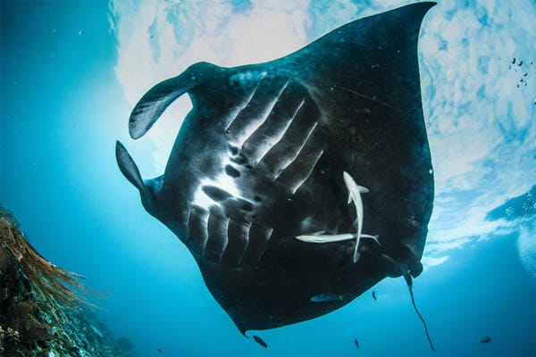 Celestia - Komodo National Park - Day 5