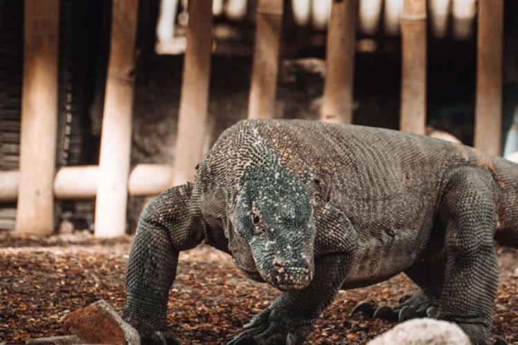 Celestia - Komodo National Park - Day 6