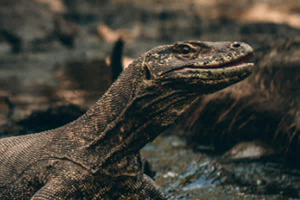 Celestia - Komodo National Park - Day 7