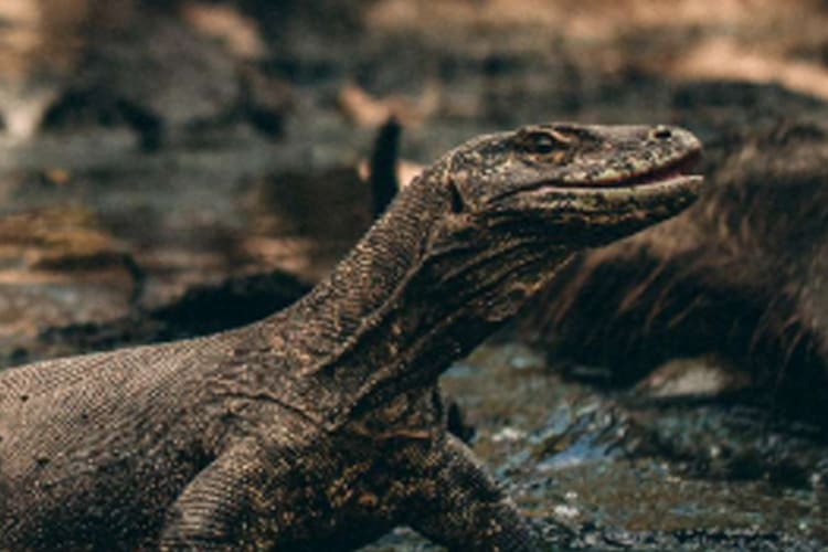 Celestia - Komodo National Park - Day 7