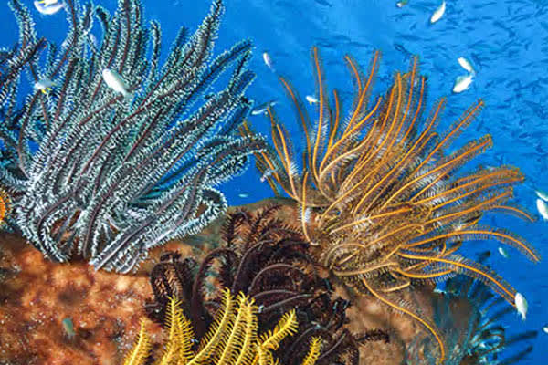 Celestia - Maumere - Ambon - Day 5