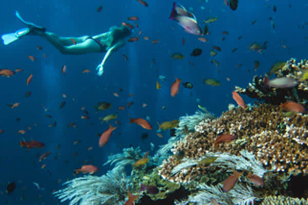 Celestia - Raja Ampat North & Central - Day 2