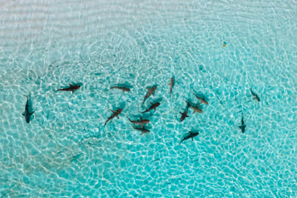 Celestia - Raja Ampat North & Central - Day 4