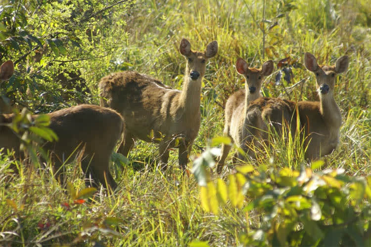 Charaidew II - Brahmaputra Maximum - Day 6