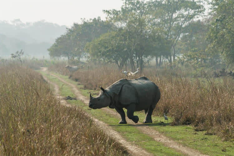 Charaidew II - Rhinos & More - Day 2