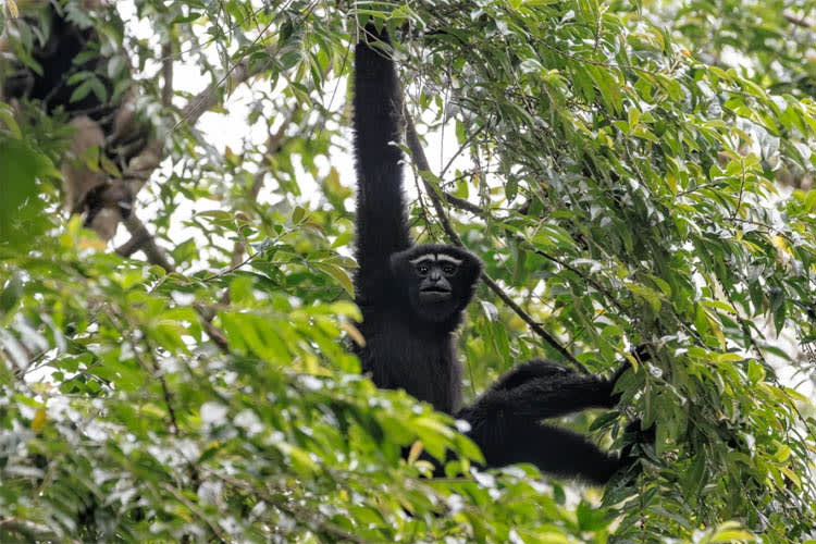 Charaidew II - Rhinos & More - Day 3