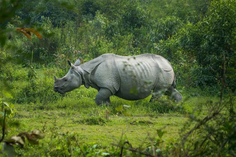 Charaidew II - River Island Cruise - Day 2