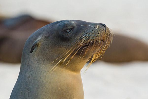 Infinity’s 8-Day Itinerary B Day Six - Sea Lions Close Up.
