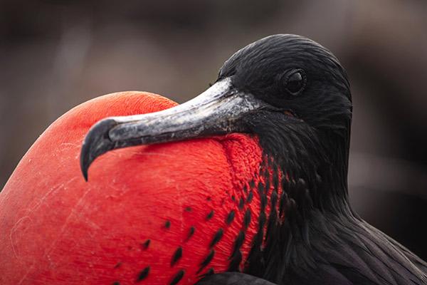Grand Majestic’s 4-Day Itinerary Day One - Frigate Bird Close Up.