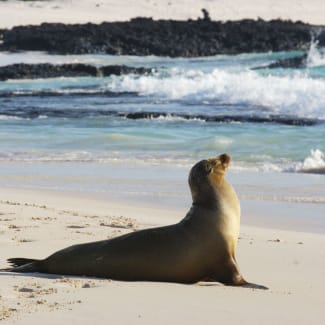 Sea lion on the beach