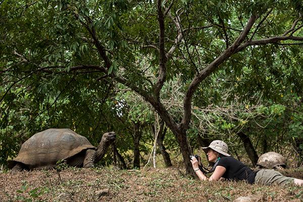 Treasure of the Galapagos 7-Day 'C' Itinerary Day One - Galapagos Giant Tortoise.