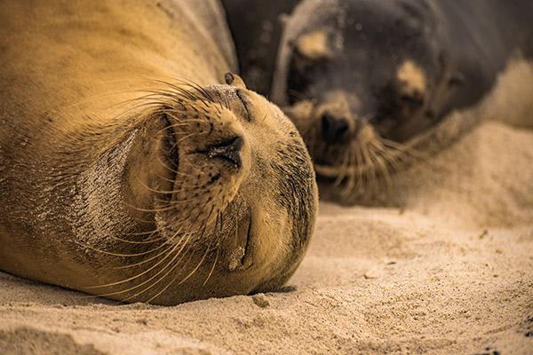 Treasure of the Galapagos 5-Day 'A' Itinerary Day Four - Galapagos Sea Lions.