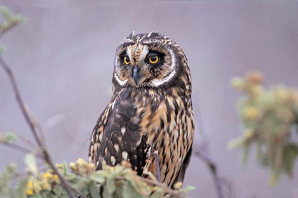 Treasure of the Galapagos 5-Day 'B' Itinerary Day Five - Short-Eared Owl Sighting.