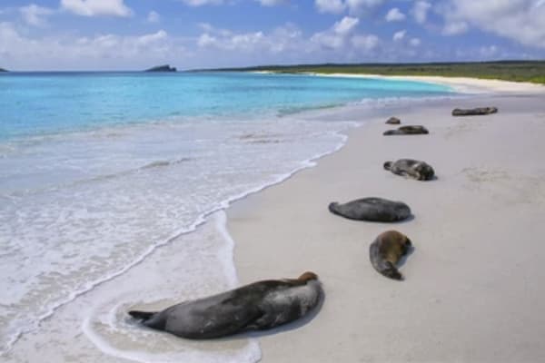 Galapagos Horizon - Southern & Eastern
