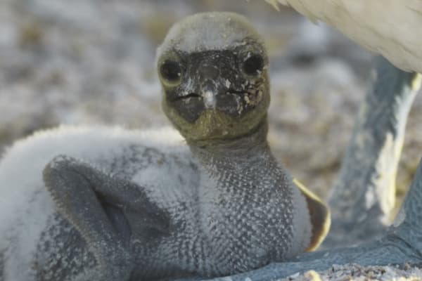 Galaxy Diver - Naturalist Cruise