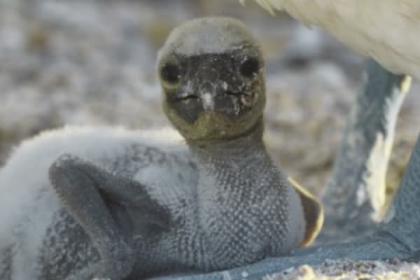 Galaxy Orion - Naturalist Itinerary