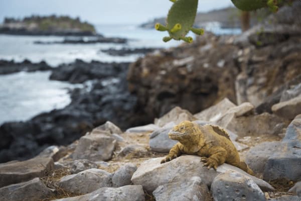 Galaxy Sirius - Itinerary A