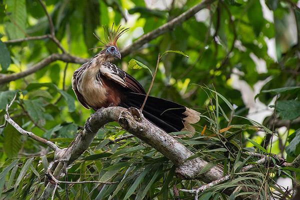 Aria Amazon’s 4-Day Itinerary Day Four - Disembarkation.