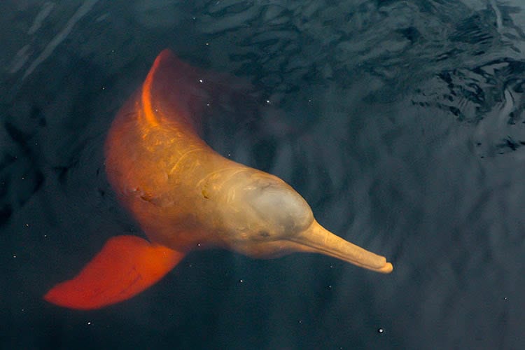 Kindat Pandaw - The Full Brahmaputra - Day 2