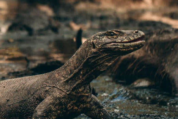 Mutiara Laut - Active Volcano, Deserted Islands, Dragons, & Manta Rays: Komodo Trips - Day 6