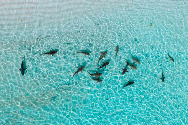 Mutiara Laut - Hidden Lagoons, Endless Reefs, & Manta Rays: North & Central Raja Ampat- Day 5