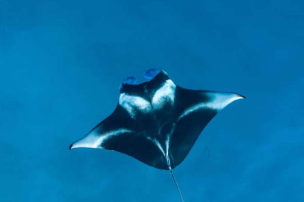 Mutiara Laut - Komodo National Park - Day 3