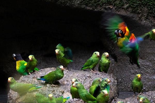 Manatee Amazon's 4-Day Itinerary Day Three - Parrot Clay Lick.