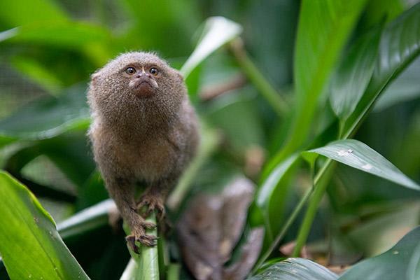 Aria Amazon’s 8-Day Itinerary Day Eight - Pygmy Marmoset Sighting.