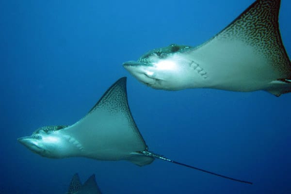 Calipso’s 8-Day Naturalist Itinerary Day Four - Rays Underwater.