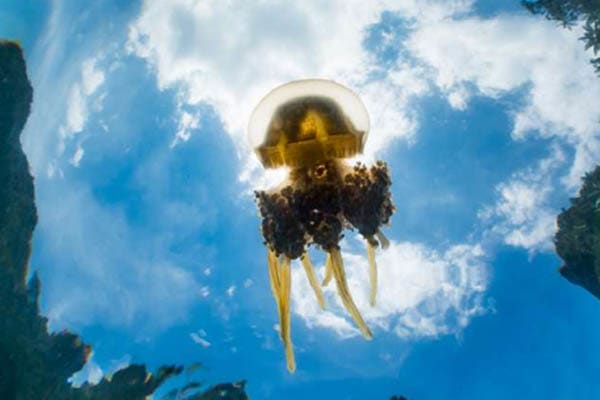 Samara Otium - Raja Ampat The Coral Triangle: South to North Expedition - Day 4