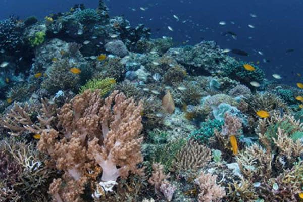 Samara Otium - Raja Ampat The Coral Triangle: South to North Expedition - Day 9