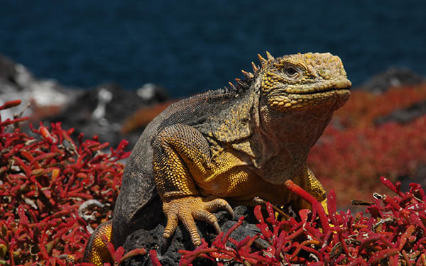 Sea Star (RG) - Northern Islands
