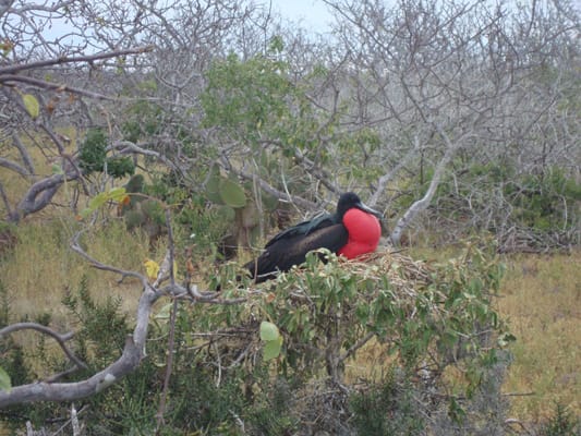 Sea Star (RG) - Southern Islands