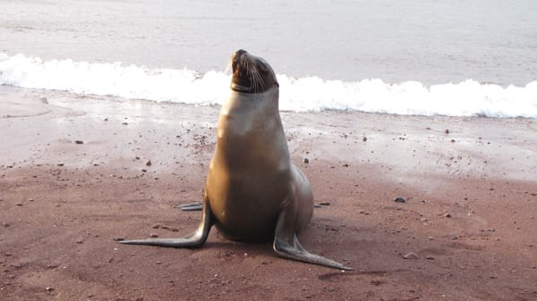 Sea Star (RG) - Western Islands