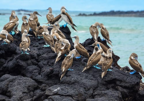 Blue,Footed,Boobies,On,A,Rock,,Isabela,Island,,Ecuador