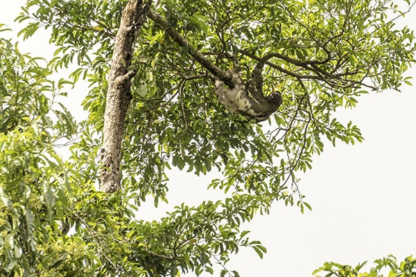 Zafiro’s 8-Day Itinerary Day Eight - Sloth Sighting.